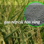 Tại sao nên chọn gạo nếp cái hoa vàng để làm rượu nếp cái và nấu xôi?
