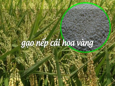 Tại sao nên chọn gạo nếp cái hoa vàng để làm rượu nếp cái và nấu xôi?