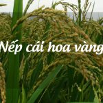 Nếp cái hoa vàng Đại Thắng – đặc sản nổi tiếng của Hải Phòng