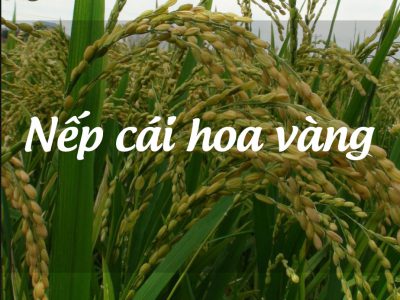 Nếp cái hoa vàng Đại Thắng – đặc sản nổi tiếng của Hải Phòng