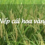 Nếp cái hoa vàng trồng ở đâu nhiều nhất và nổi tiếng nhất