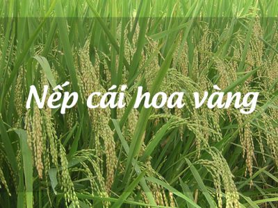 Nếp cái hoa vàng trồng ở đâu nhiều nhất và nổi tiếng nhất