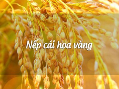 Rượu nếp cái hoa vàng - 4 thương hiệu rượu địa phương nổi tiếng