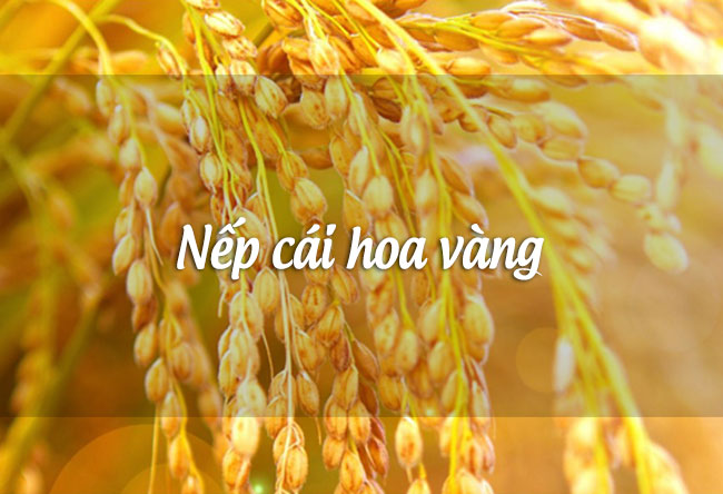 Rượu nếp cái hoa vàng